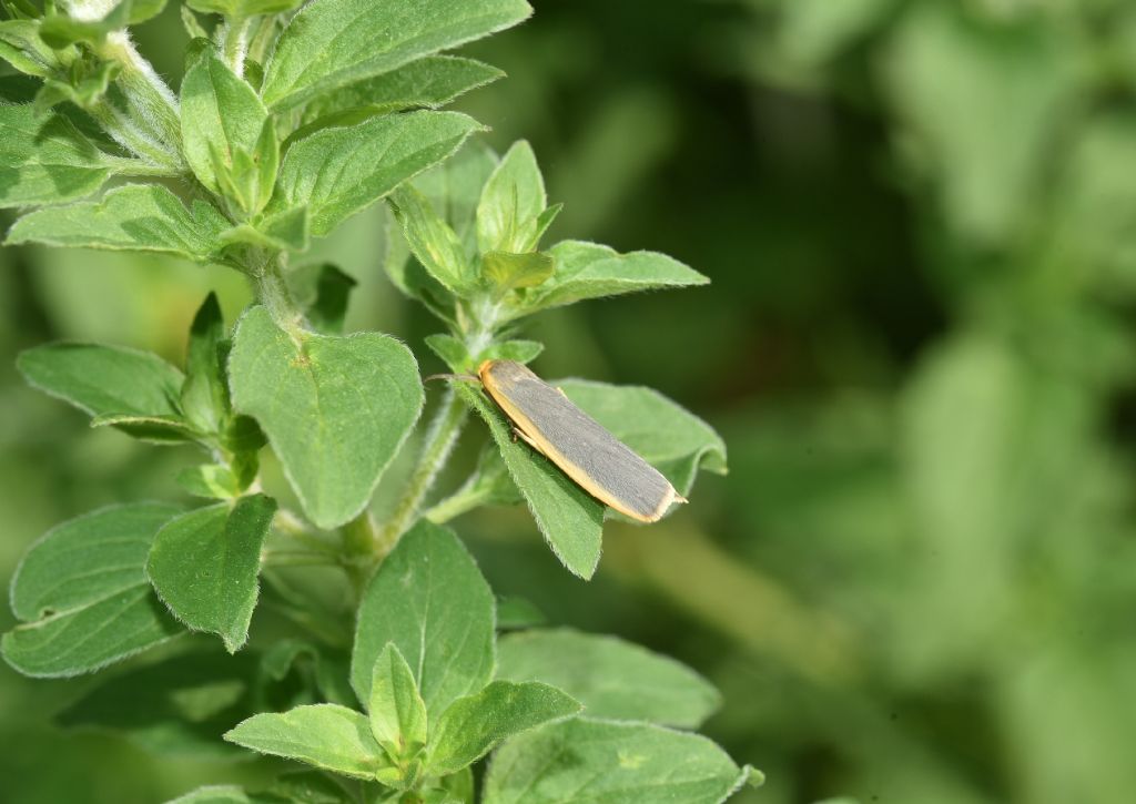 Erebidae Arctiinae: Eilema lurideola? No, Eilema complana